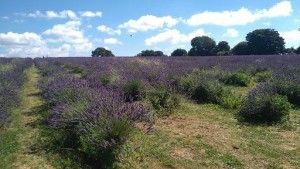 Lavender Fields forever